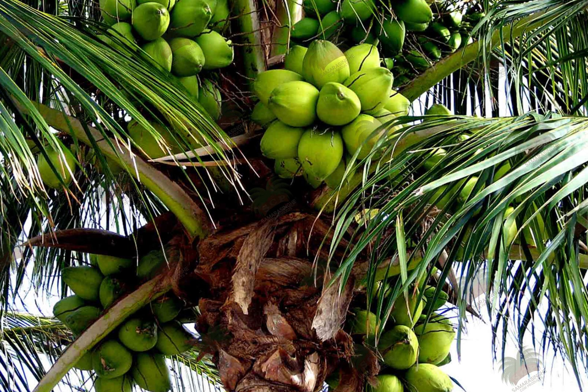 Coconut перевод на русский. Coconut Palm кокосовая Пальма. Абрикосовая Пальма. Тайланд орех Пальма. Семена пальмы кокоса.